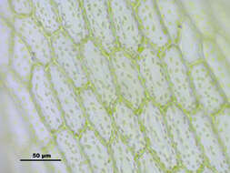 Image of Schleicher's bryum moss