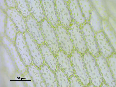 Image of Schleicher's bryum moss