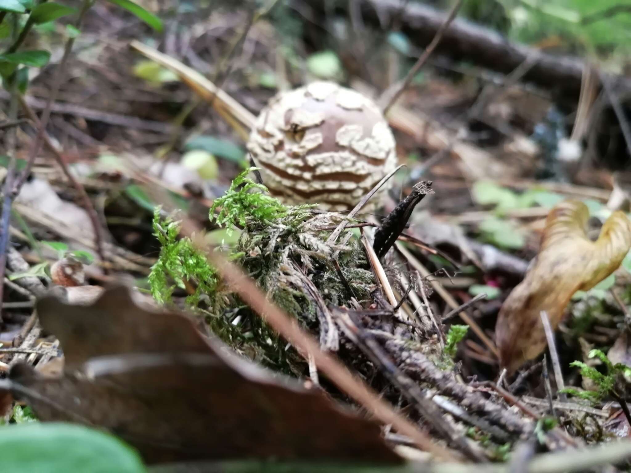 Image of Royal Fly Agaric