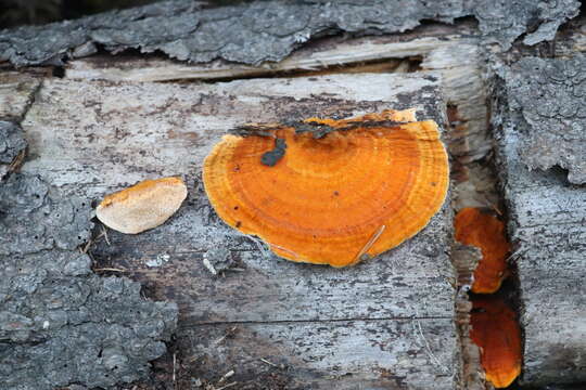 Image of Pycnoporellus fulgens (Fr.) Donk 1971