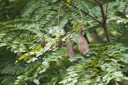 Plancia ëd Peltophorum pterocarpum (DC.) K. Heyne