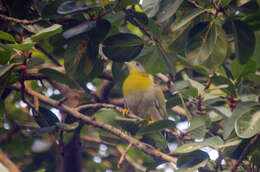 Image of Yellow-footed Green Pigeon