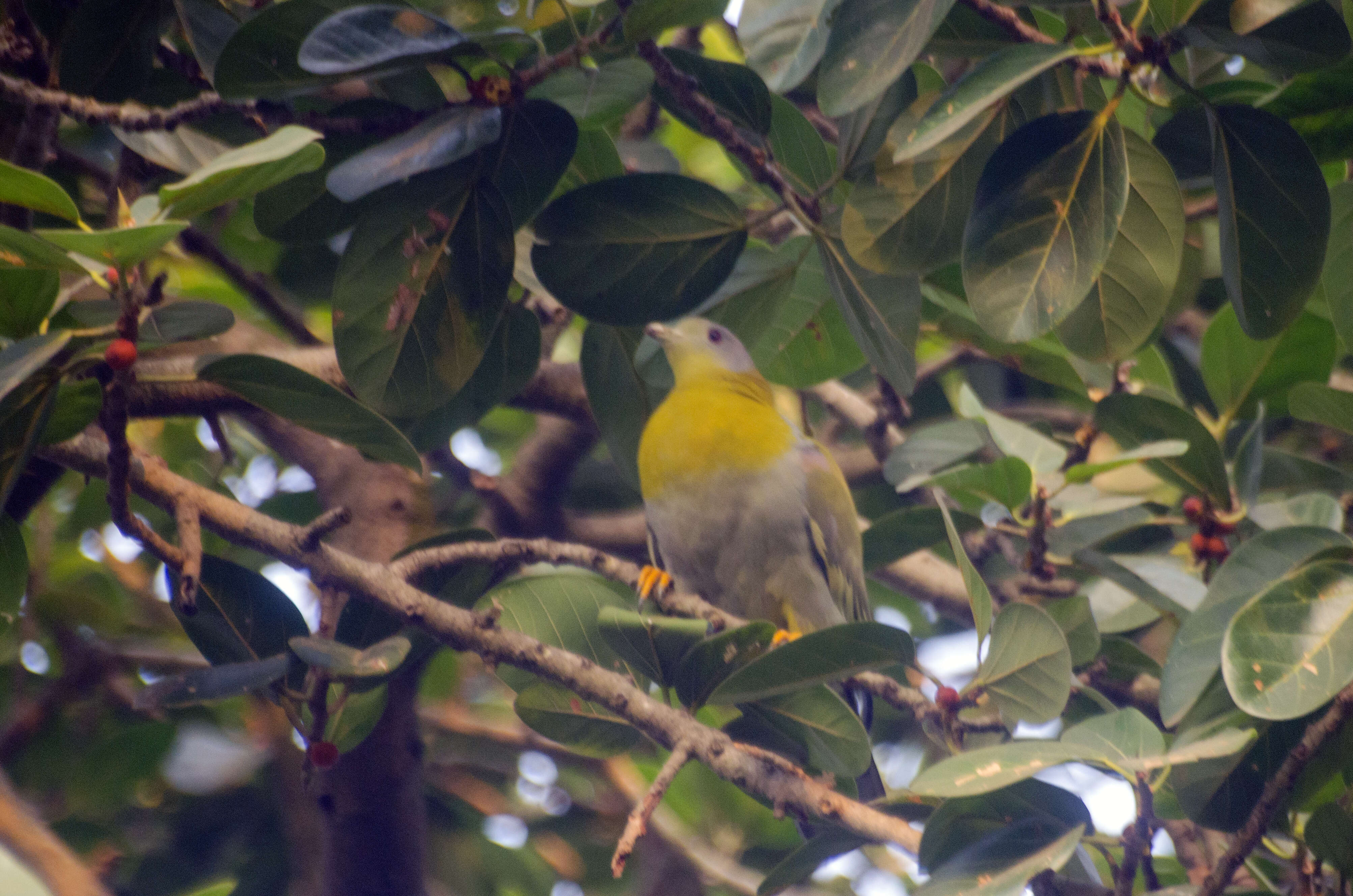 Image of Yellow-footed Green Pigeon