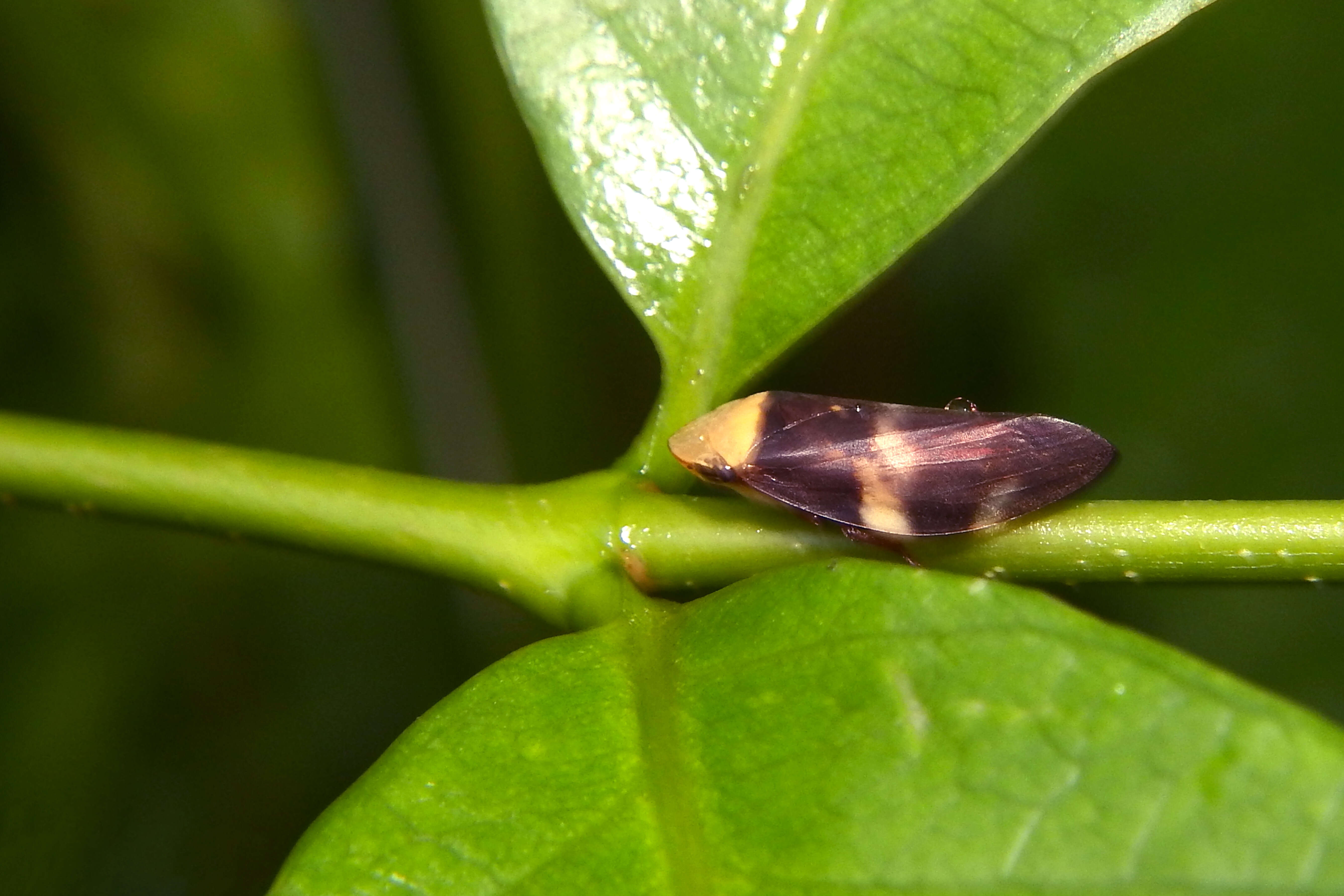 Image of spittlebugs