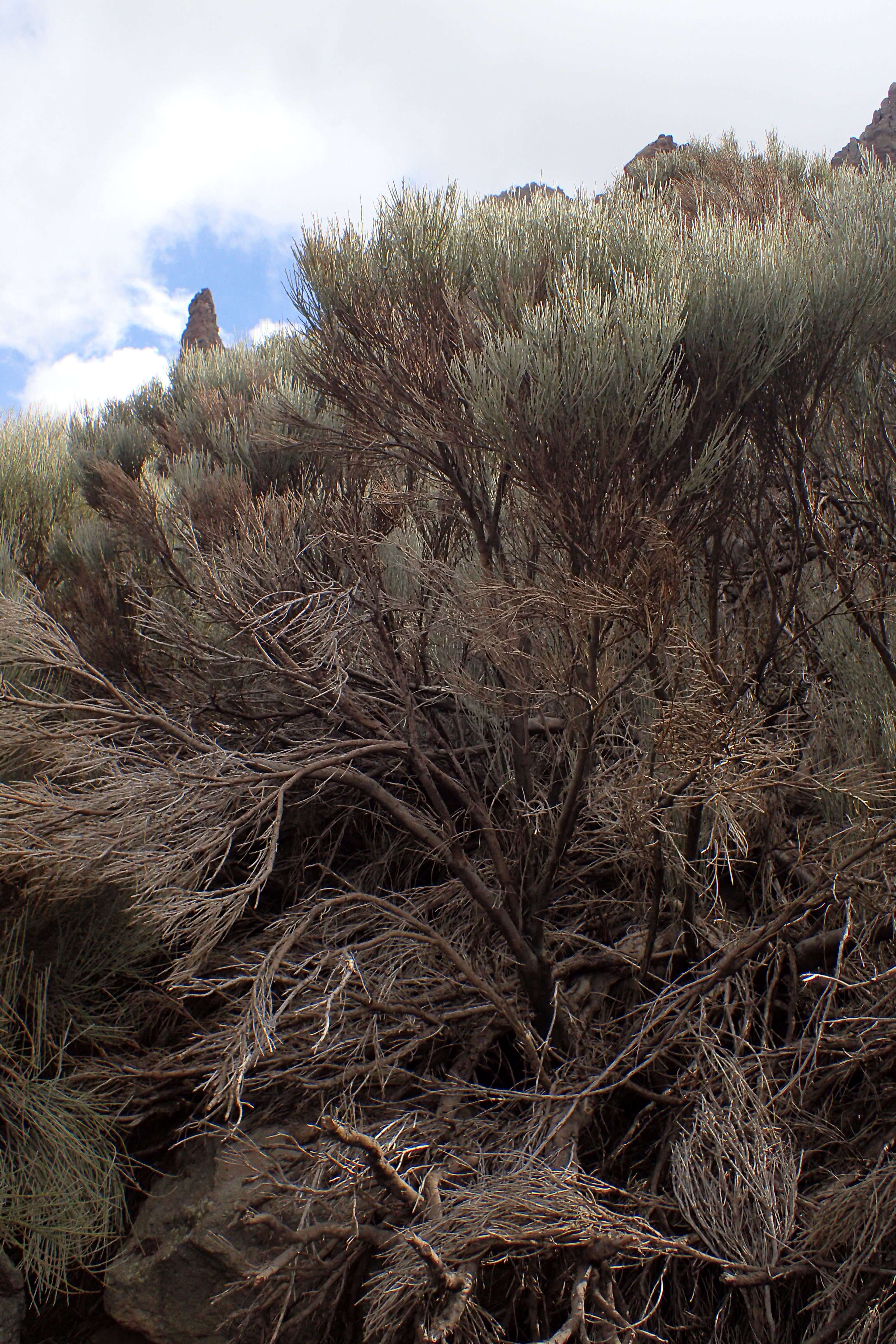 Image of Tiede White Broom