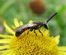 Plancia ëd Lasioglossum calceatum (Scopoli 1763)