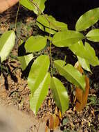 Image of Prioria pinnata