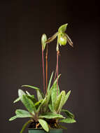 Image de Paphiopedilum wardii Summerh.