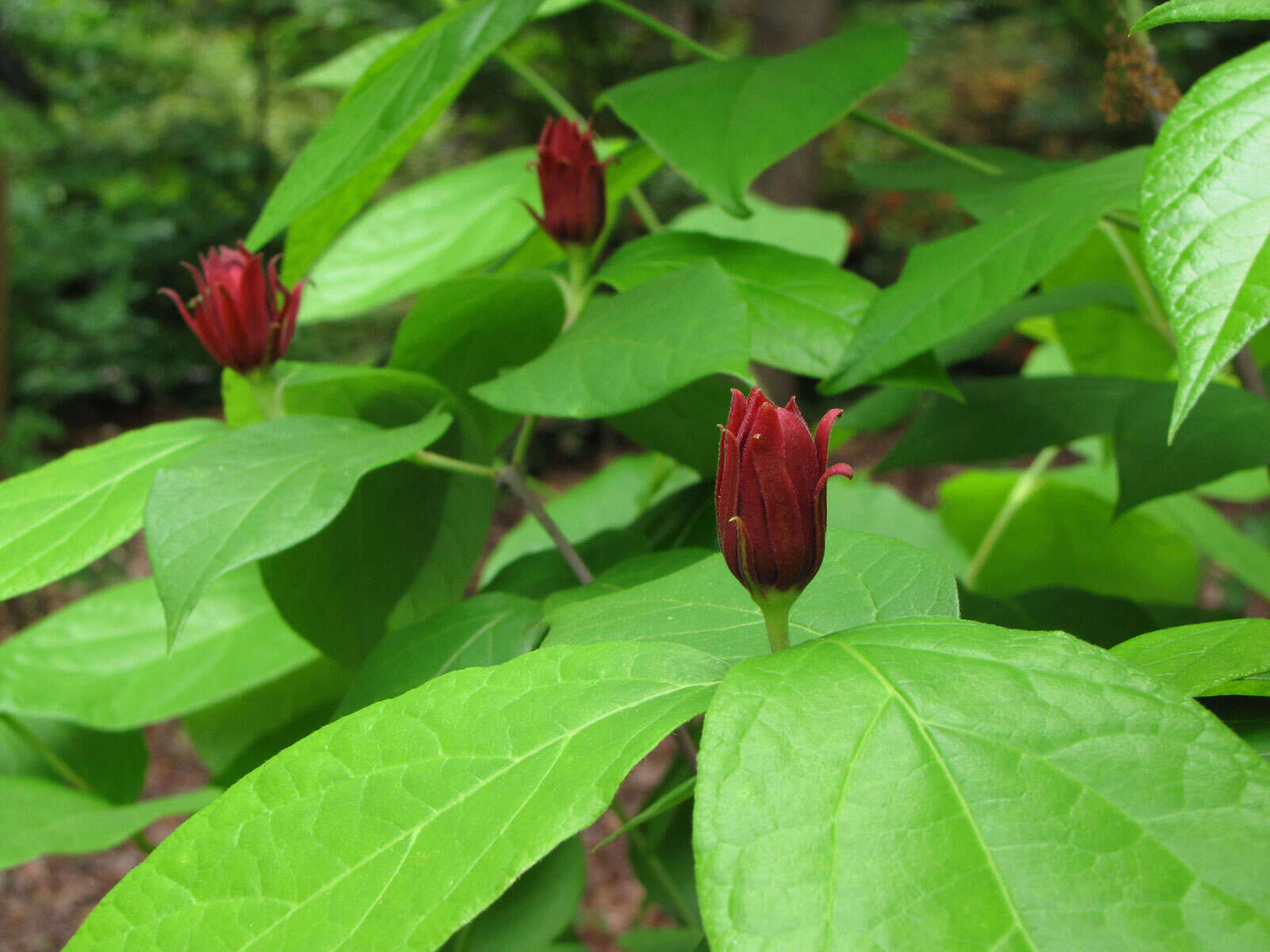 Image de Calycanthus floridus L.