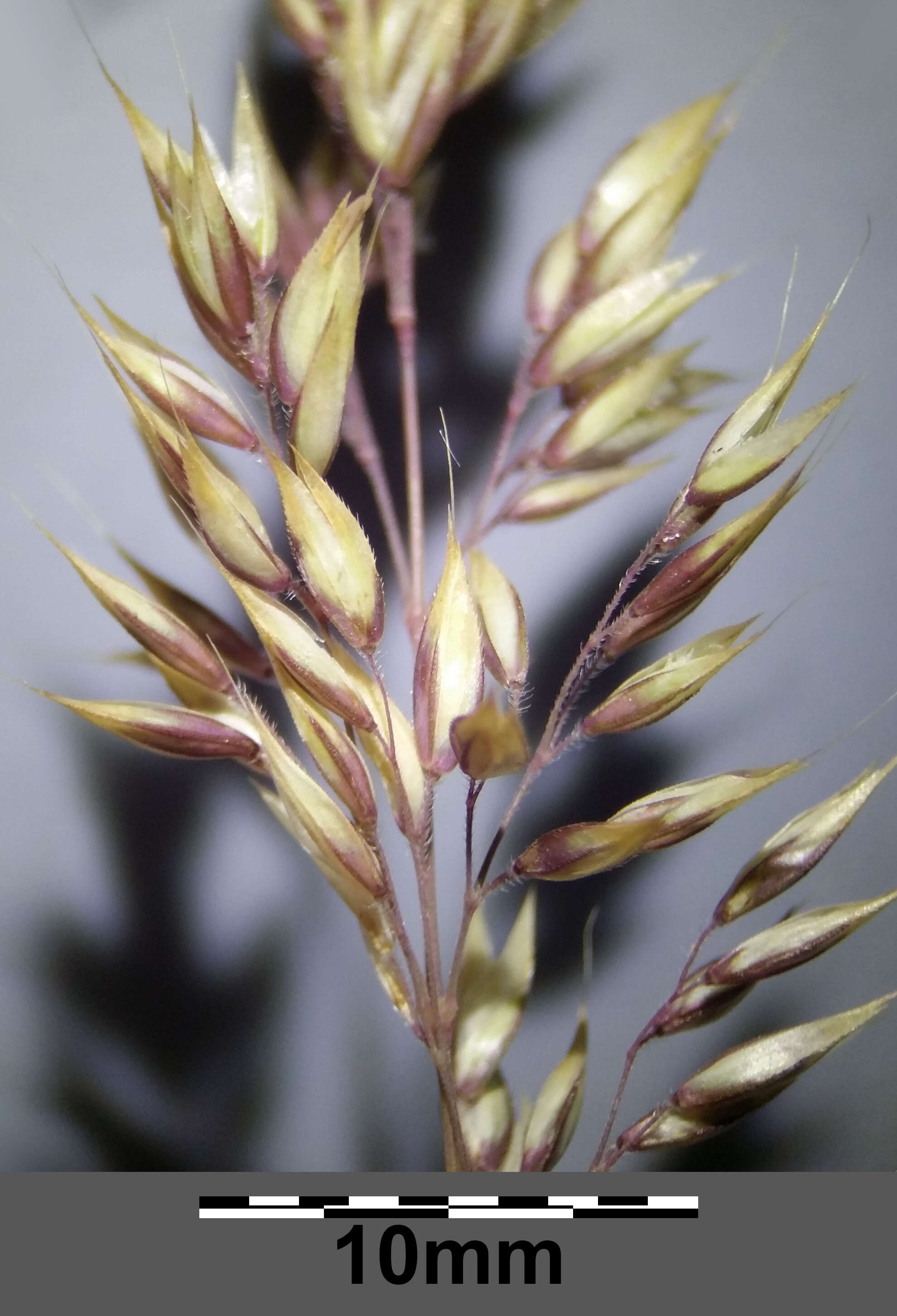 Image of Creeping Soft Grass