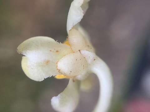 Image of Ternstroemia gymnanthera (Wight & Arn.) Sprague