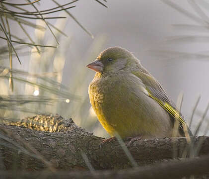 Image of Chloris Cuvier 1800