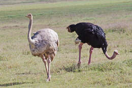 Image of Masai ostrich