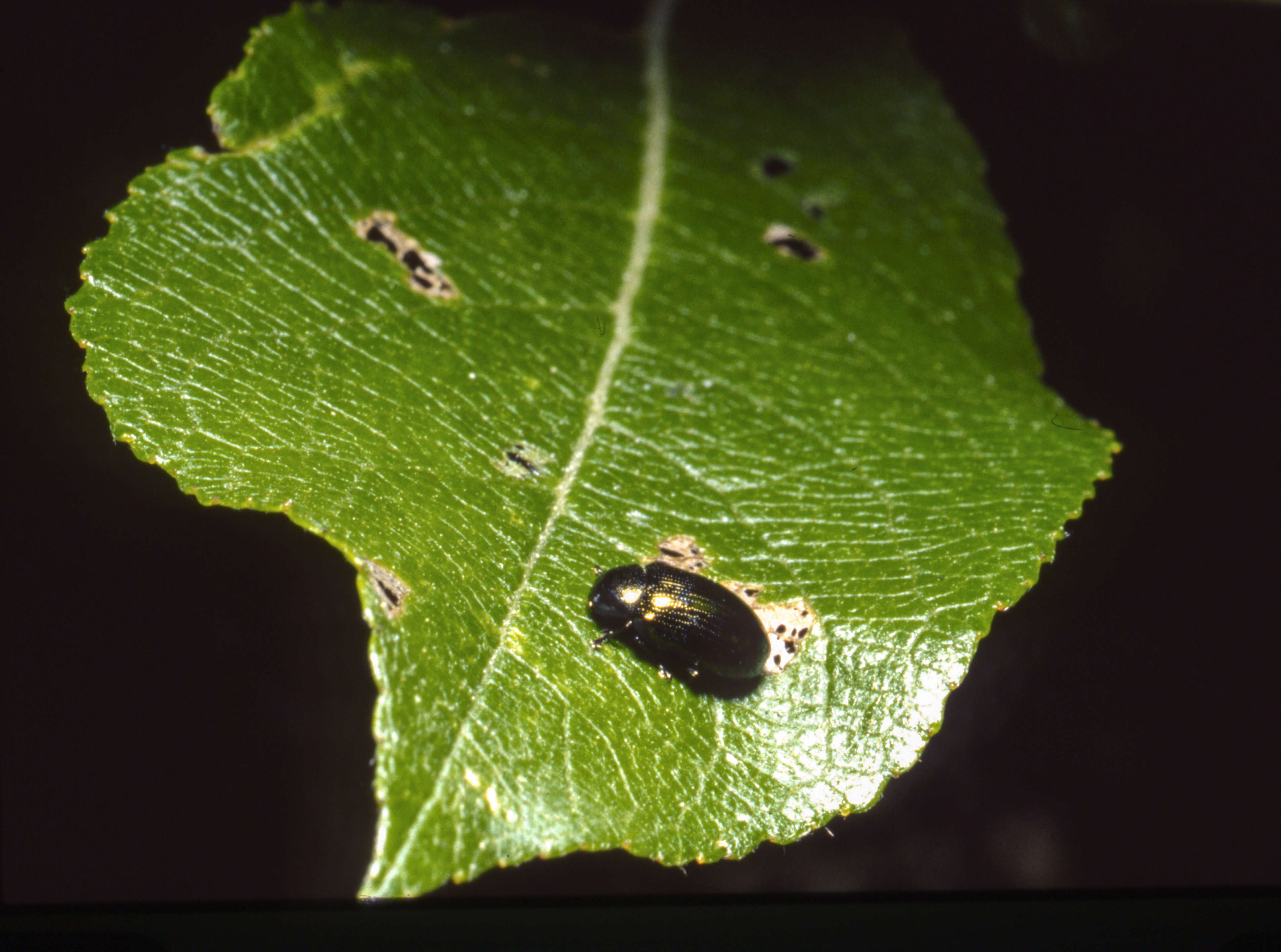 Image of Phratora vitellinae