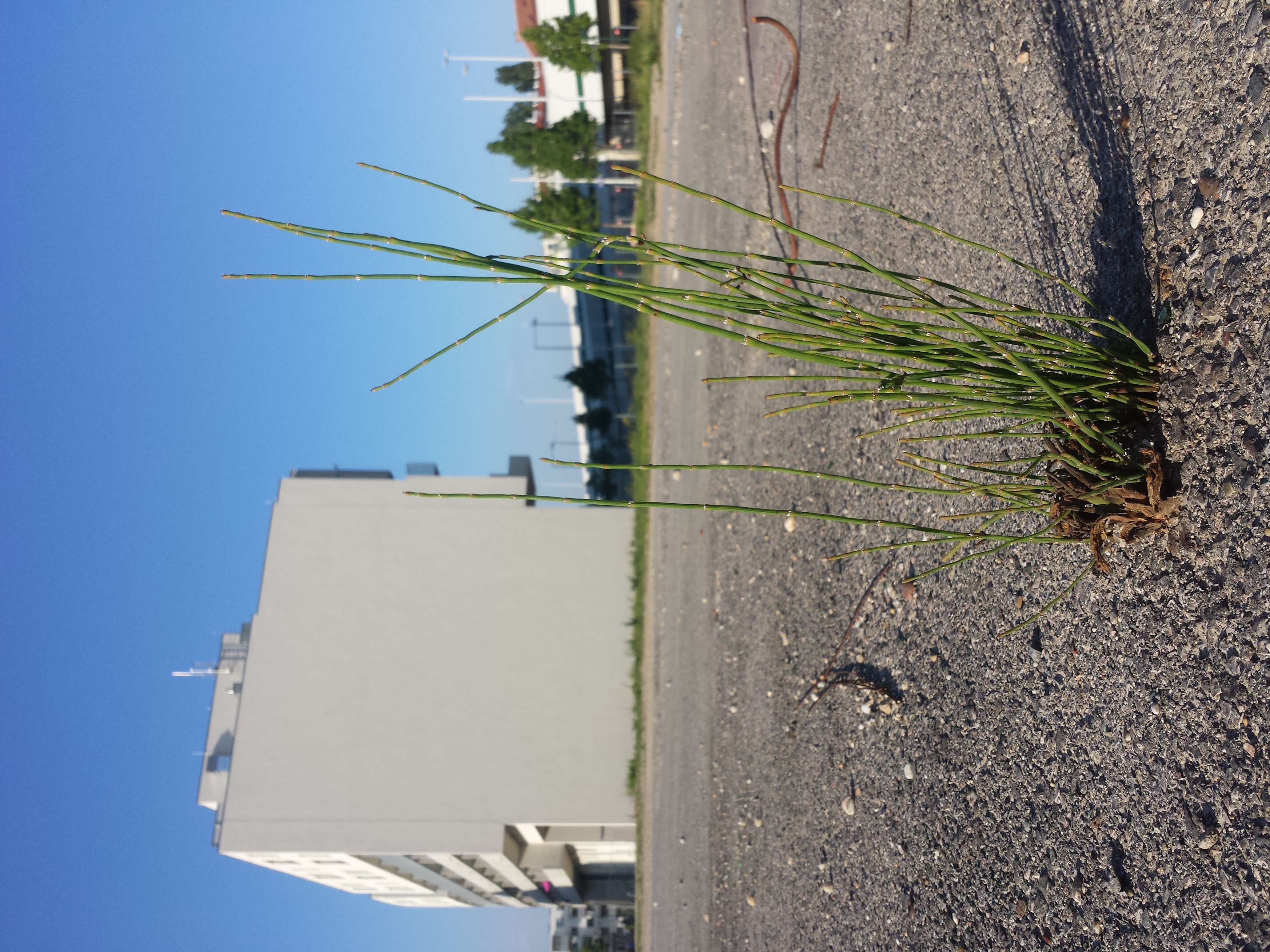 Image of boston horsetail