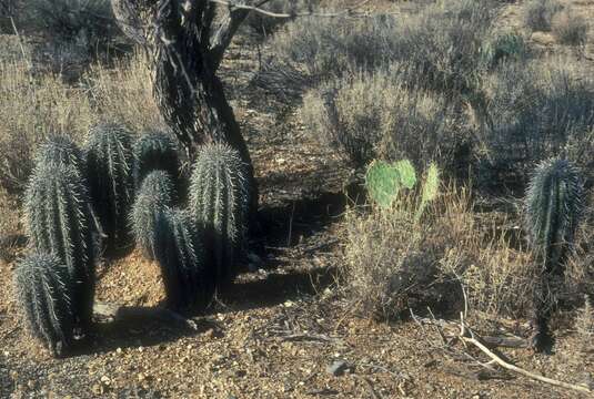 Image of saguaro