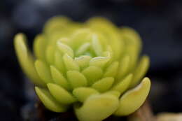 Imagem de Pinguicula esseriana B. Kirchner