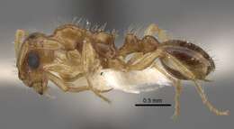 Image of Tetramorium