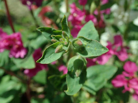 Image of elegant clarkia