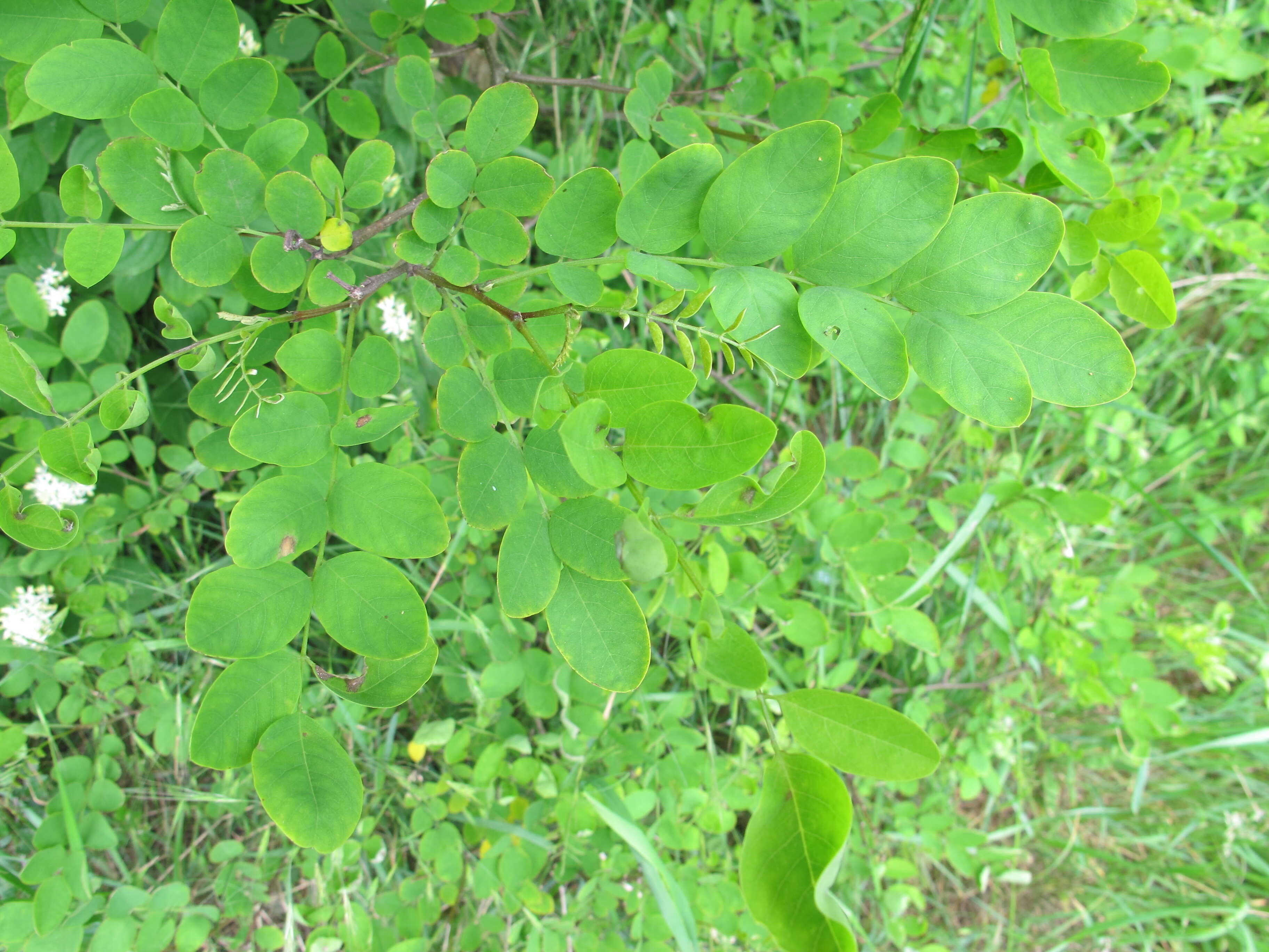 Image of black locust