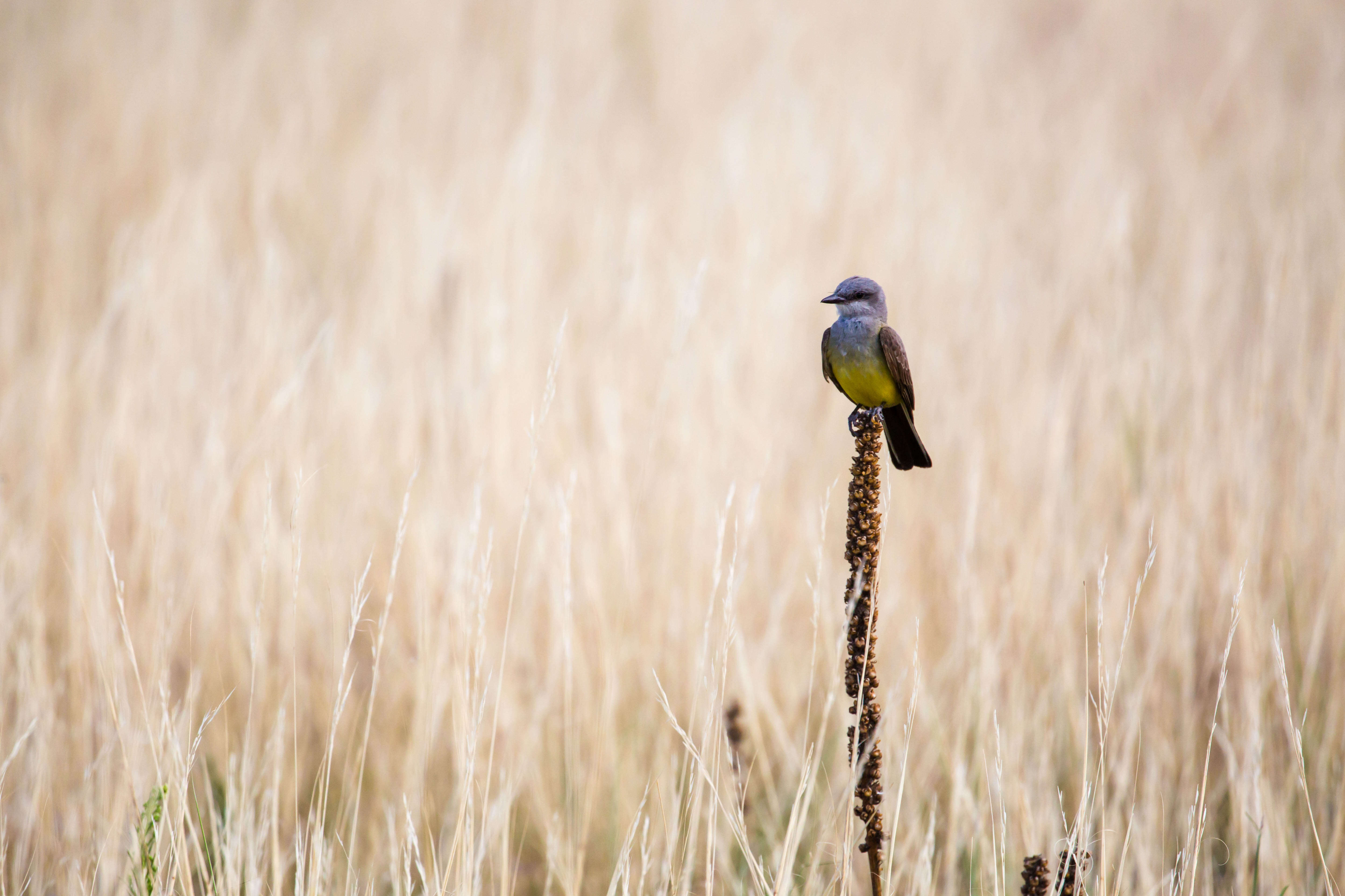 Image of Western Kingbird