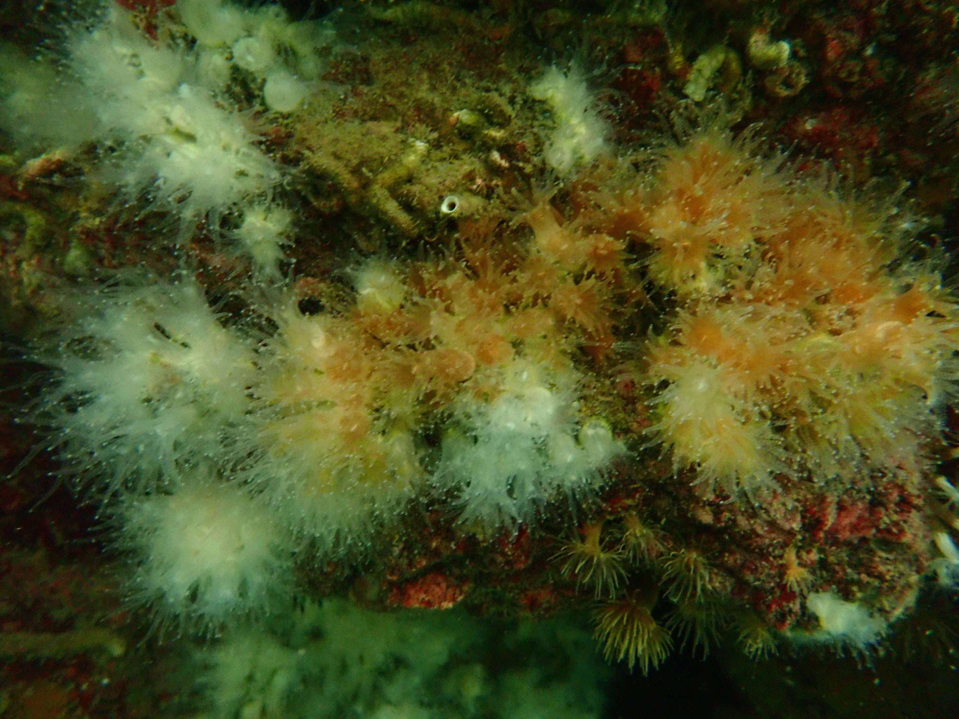 Image of Northern Star Coral