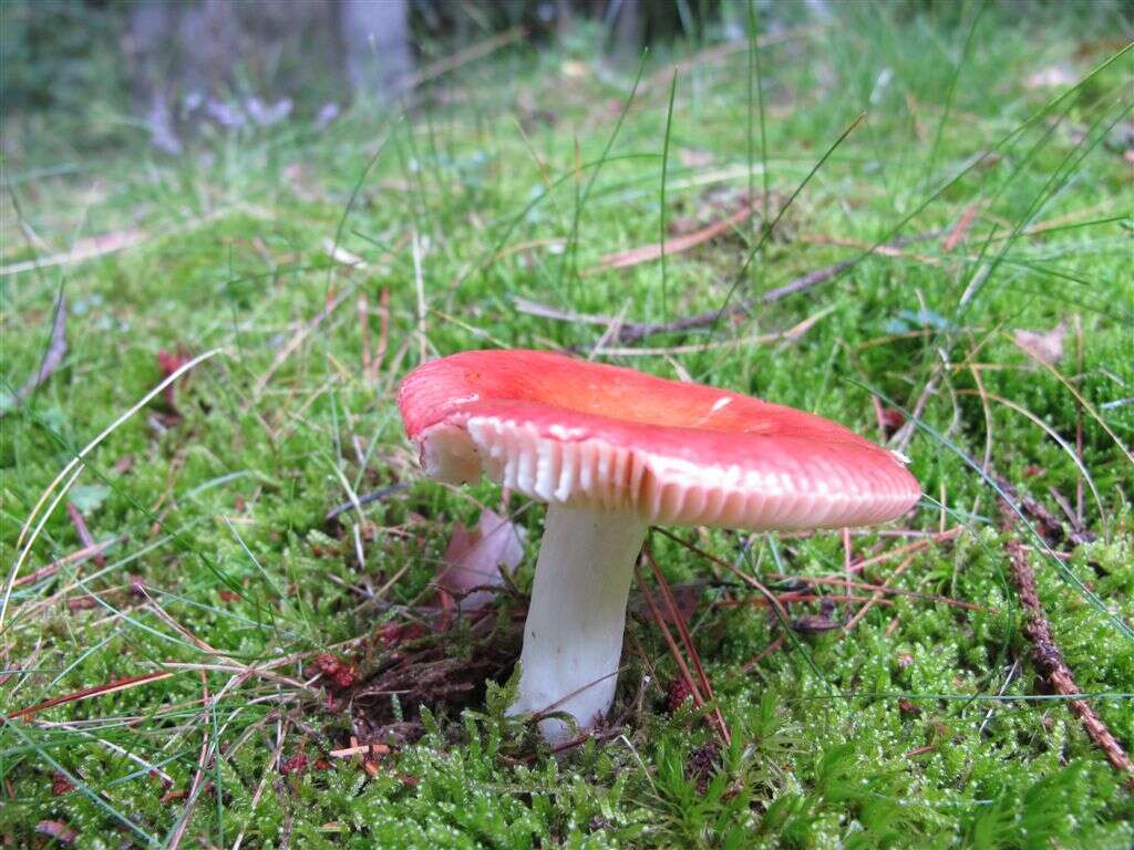 Image of Russula emetica (Schaeff.) Pers. 1796