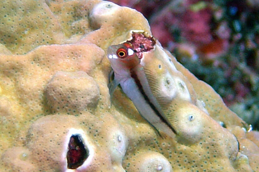 Image of Barred Blenny