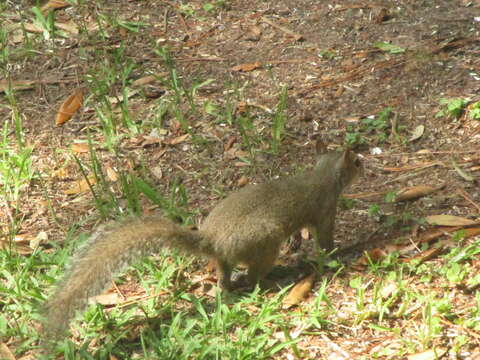 Image of Sciurus subgen. Sciurus Linnaeus 1758