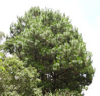 Image of Thin-leaf Pine