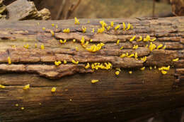 Image of Calocera cornea (Batsch) Fr. 1827