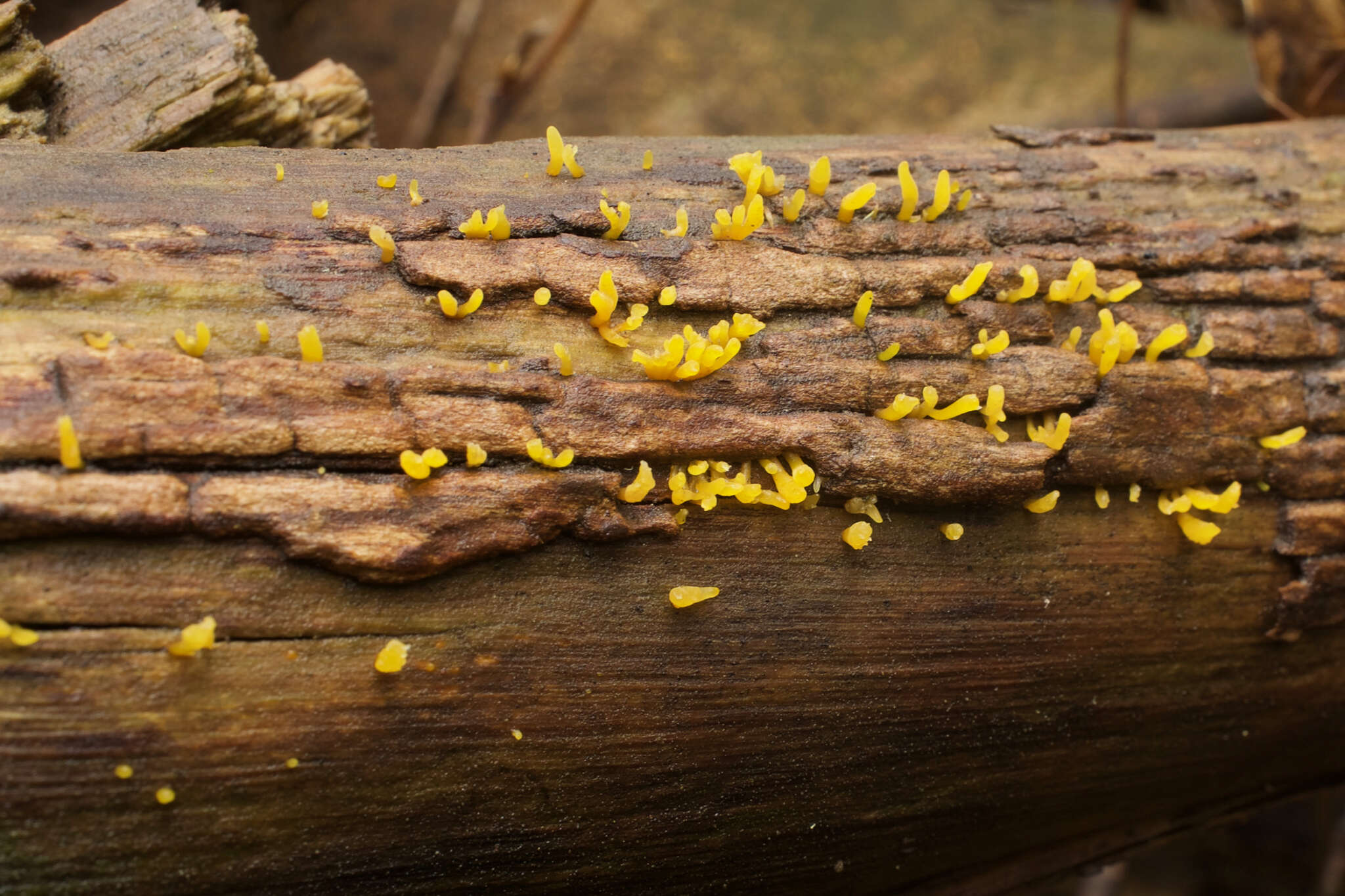 Image of Calocera cornea (Batsch) Fr. 1827