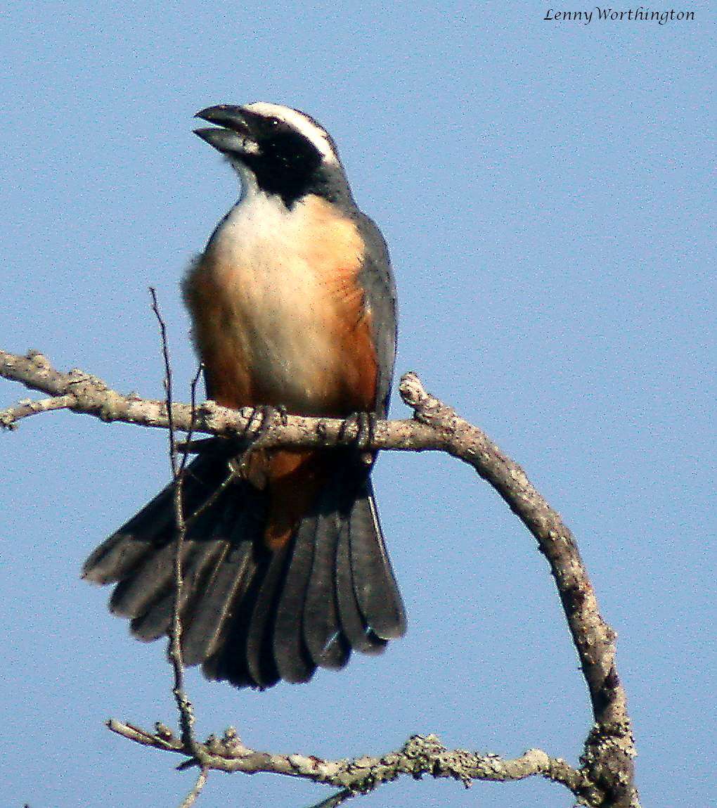 صورة Saltator orenocensis Lafresnaye 1846