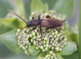 Image of Brown spruce longhorn beetle