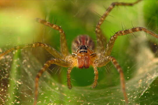 Image of wolf spiders