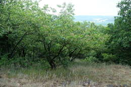 Image of black cherry