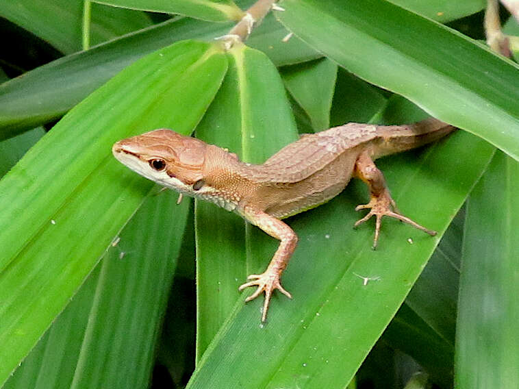 Image of Japanese Grass Lizard