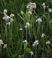 Imagem de Antennaria parlinii Fern.