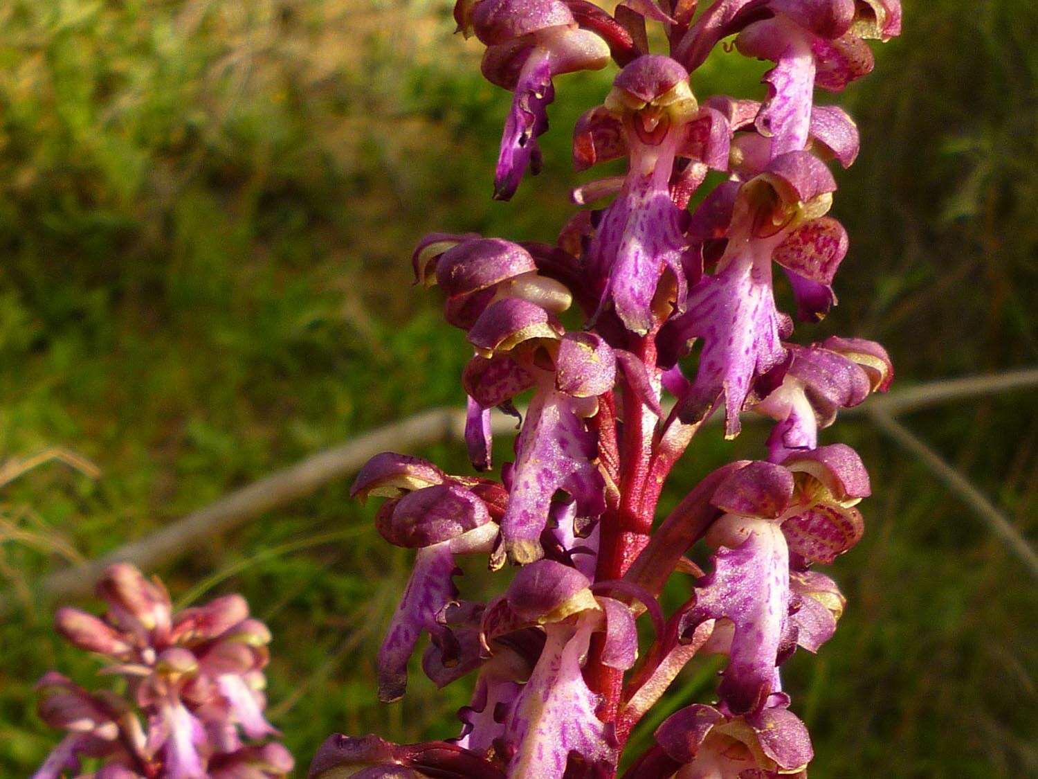 Image of Giant Orchid