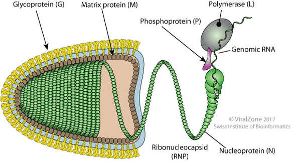 Image of rabies virus and relatives