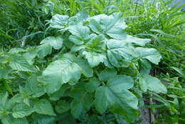 Image of black mustard