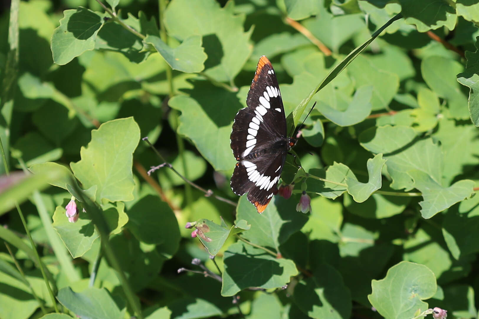 Image of Lorquin's Admiral