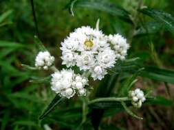 Imagem de Anaphalis margaritacea (L.) Benth.