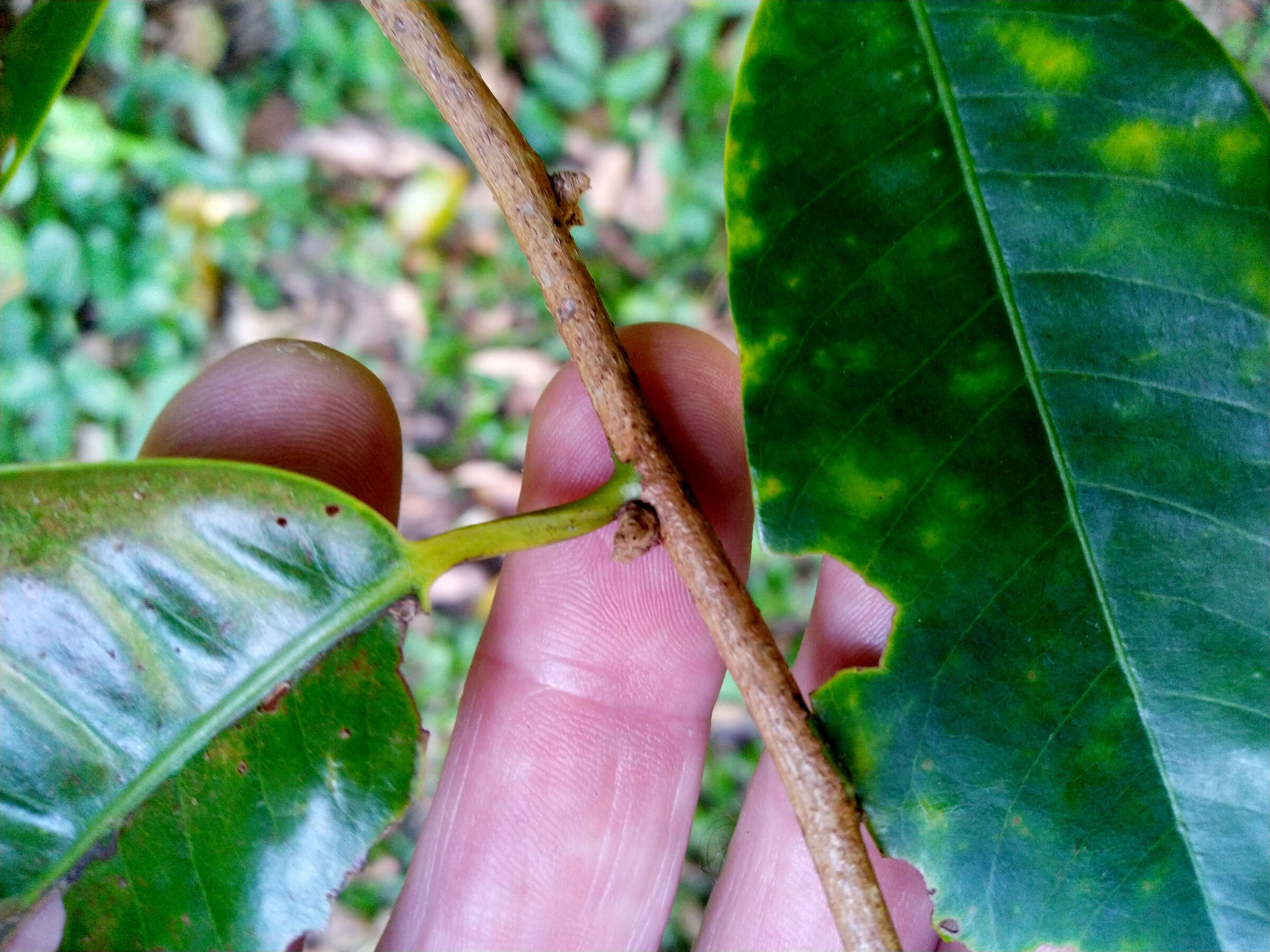 Image of Queensland nutmeg