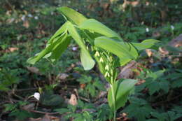 Image of Common Solomon’s-seal