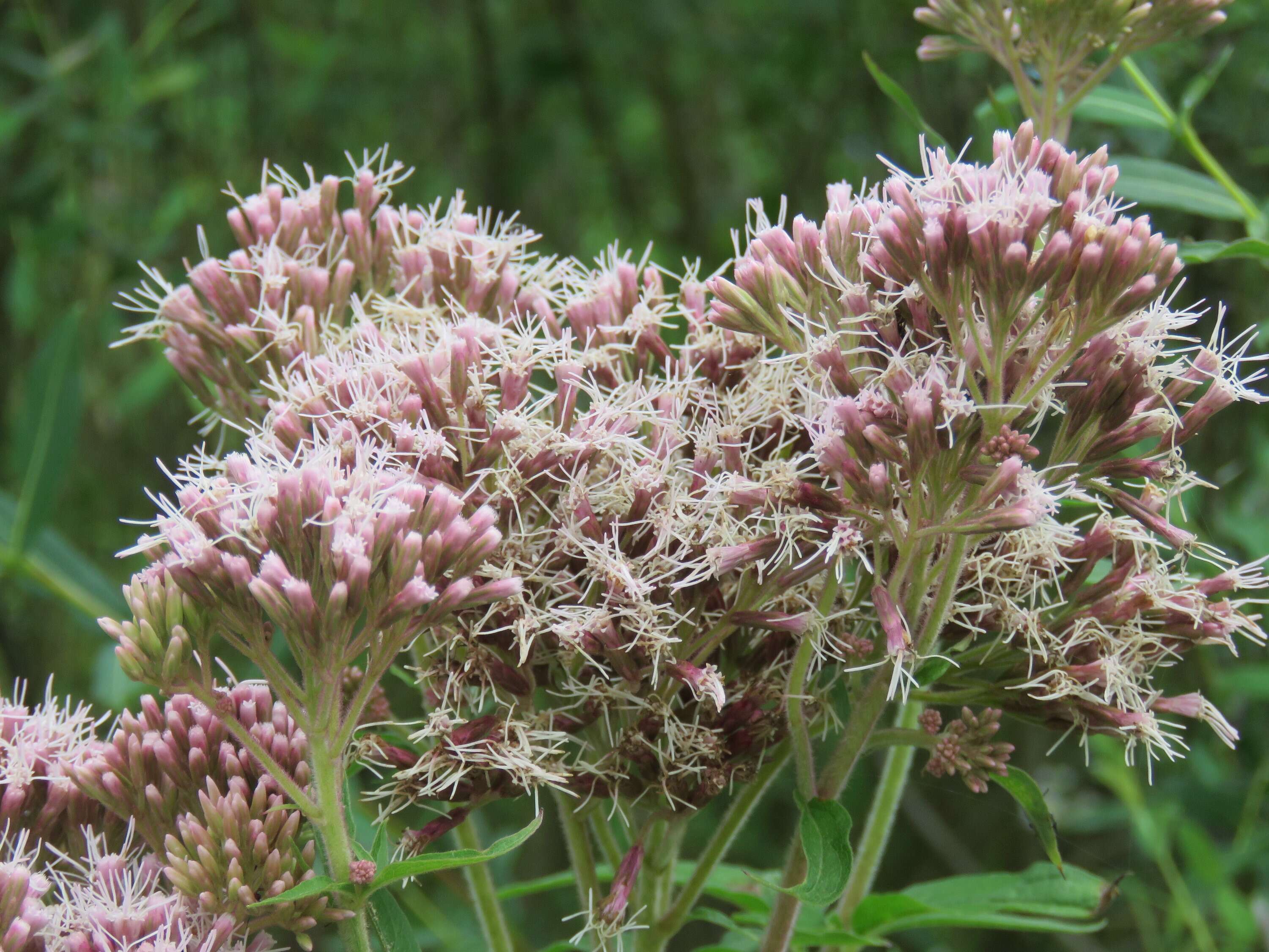 Image of hemp agrimony