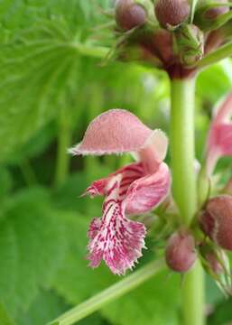 Image of Lamium orvala L.