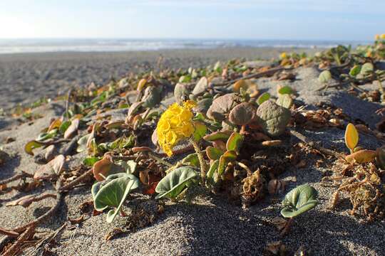 Imagem de Abronia latifolia Eschsch.