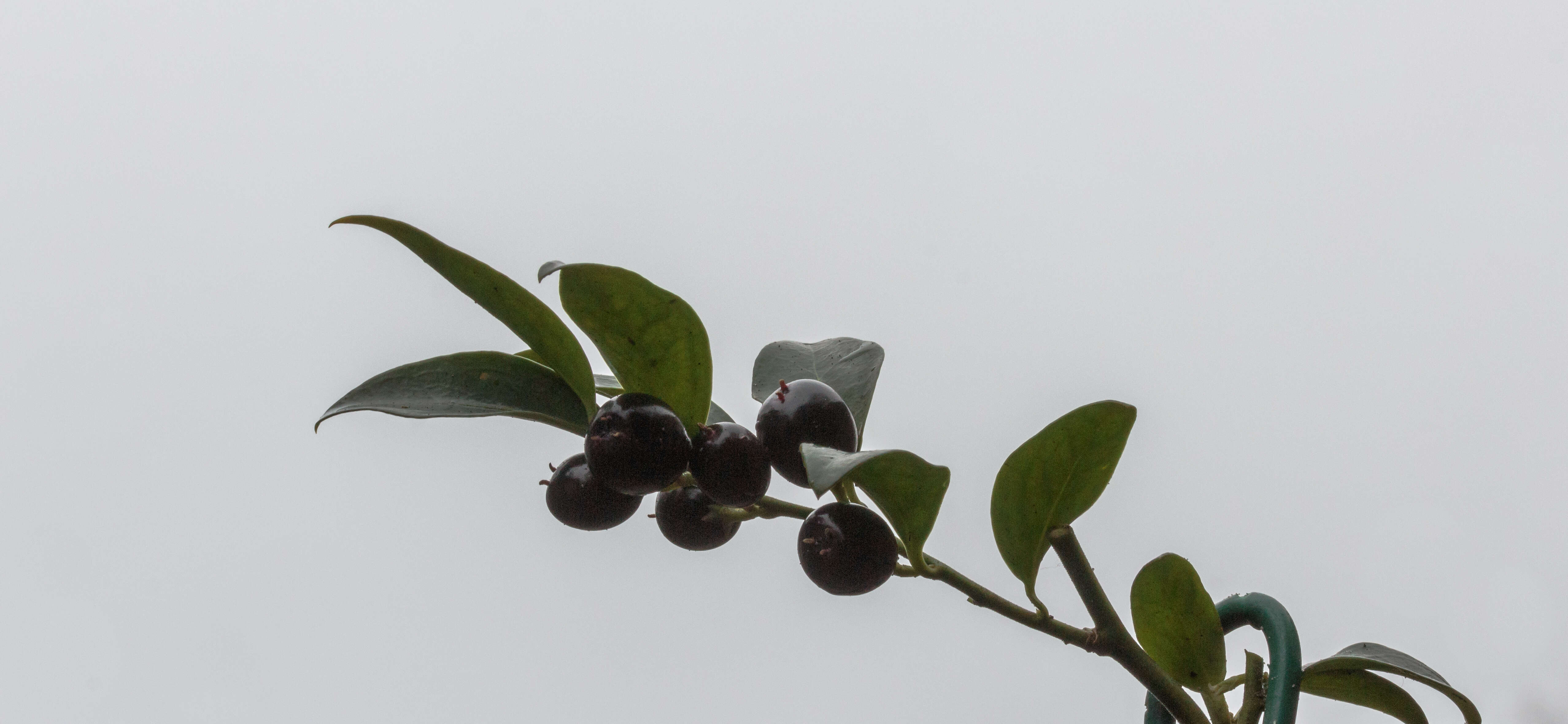 Image of Sarcococca hookeriana Baill.