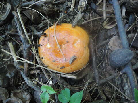 Image of Lactarius agglutinatus Burl. 1908